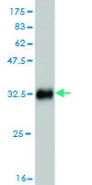 Monoclonal Anti-SMARCE1 antibody produced in
