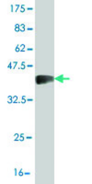 Monoclonal Anti-SLC26A5 antibody produced in