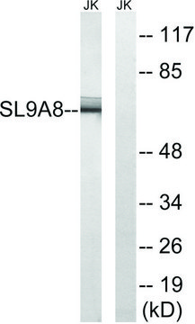 Anti-SLC9A8 antibody produced in rabbit