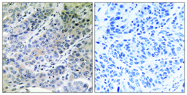 Anti-BRP44 antibody produced in rabbit