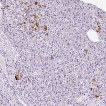 Anti-LPAR4 antibody produced in rabbit
