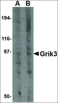 Anti-Grik3 antibody produced in rabbit