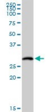 Anti-HLA-DOB antibody produced in rabbit