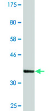 Monoclonal Anti-PTPLAD1, (N-terminal) antibody produced