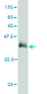 Monoclonal Anti-PHF21A antibody produced in