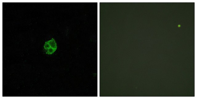 Anti-GPR151 antibody produced in rabbit