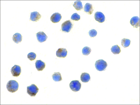 Anti-TLR6 (ab1) antibody produced in