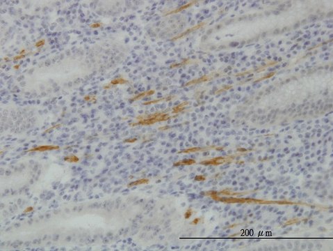Monoclonal Anti-SMURF1 antibody produced in