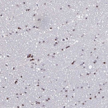Anti-PCDHB8 antibody produced in rabbit
