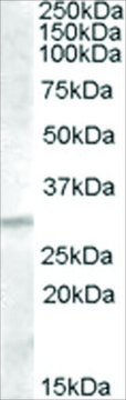 Anti-IGFBP4 antibody produced in goat