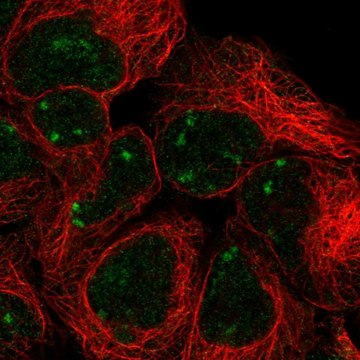 Anti-SNAPC2 antibody produced in rabbit
