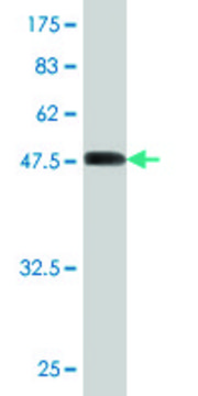 Monoclonal Anti-SH3BGR antibody produced in