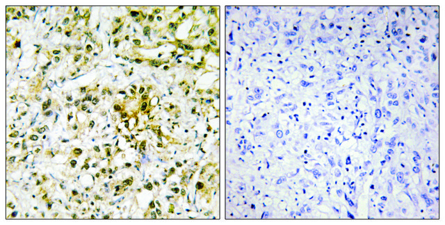 Anti-LEG4 antibody produced in rabbit