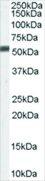 Anti-FACE1/ZMPSTE24 antibody produced in goat