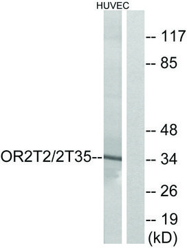 Anti-OR2T2 antibody produced in rabbit