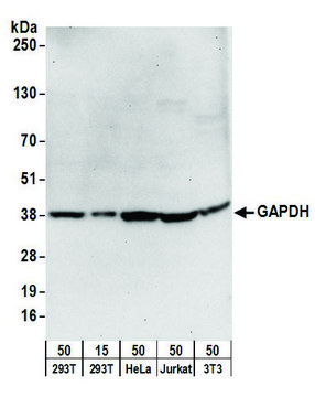 Goat anti-GAPDH Antibody, Affinity Purified