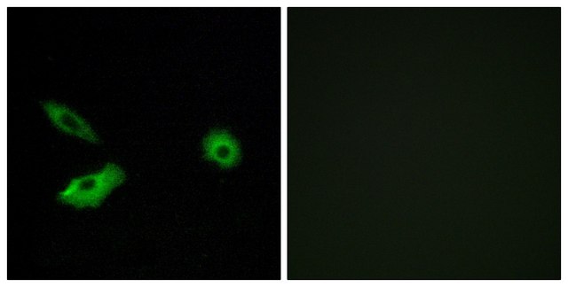 Anti-OR5AR1 antibody produced in rabbit
