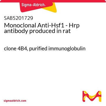 Monoclonal Anti-Hsf1 - Hrp antibody