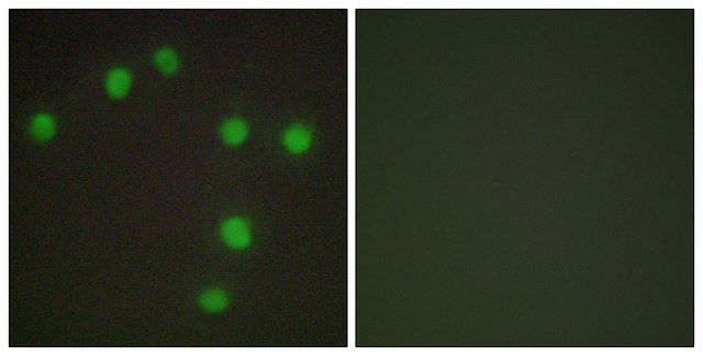 Anti-NKX6.3 antibody produced in rabbit