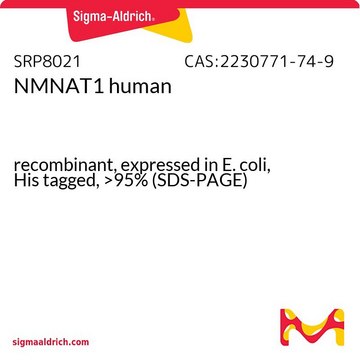 NMNAT1 human