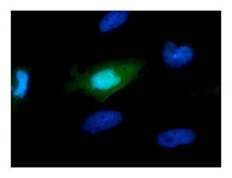 Monoclonal Anti-Myc tag antibody produced