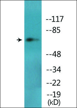 Anti-phospho-Ezrin (pTyr???) antibody produced in