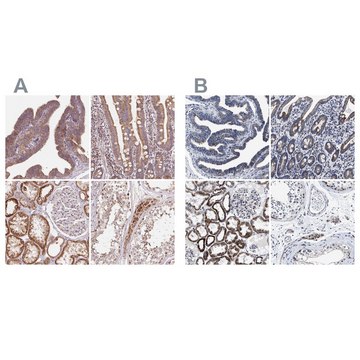 Anti-HINT2 antibody produced in rabbit