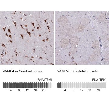 Anti-VAMP4 antibody produced in rabbit
