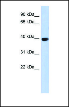 Anti-AURKC antibody produced in rabbit
