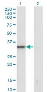 Monoclonal Anti-SNAI1 antibody produced in