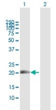 Anti-MDS1 antibody produced in mouse