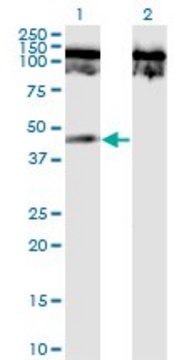 Monoclonal Anti-TNFRSF19 antibody produced in