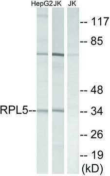 Anti-RPL5 antibody produced in rabbit