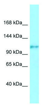 Anti-FCRL5 (C-terminal) antibody produced in