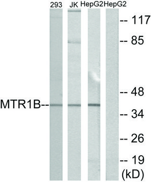 Anti-MTR1B antibody produced in rabbit