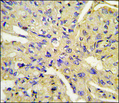 Anti-EIF3S1 (C-term) antibody produced in