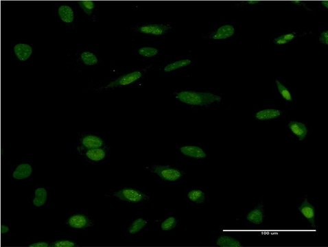 Monoclonal Anti-HCLS1 antibody produced in