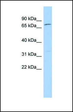 Anti-ZFP90 antibody produced in rabbit