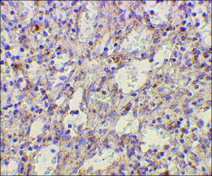 Anti-TLR2 antibody produced in rabbit