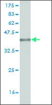 Monoclonal Anti-ITGB1BP1 antibody produced in