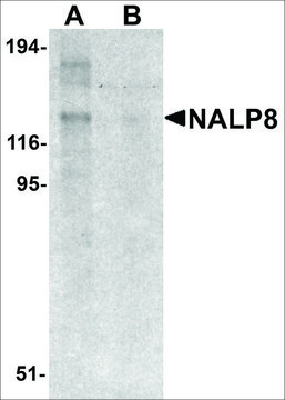Anti-NALP8 antibody produced in rabbit