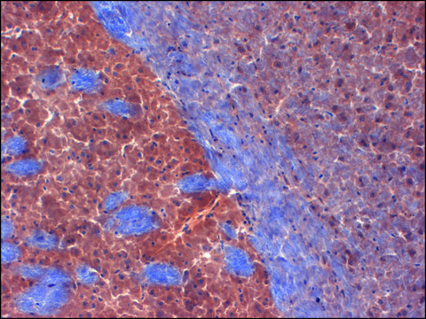 Monoclonal Anti-KCNA2 antibody produced in