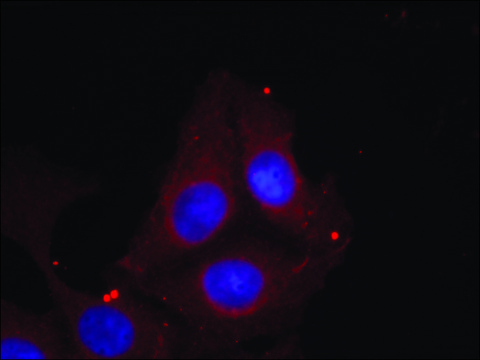 Anti-phospho-GAP43 (pSer?¹) antibody produced in