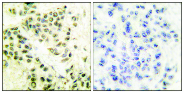 Anti-DNA-PK antibody produced in rabbit