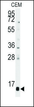 Anti-PFDN6 (N-term) antibody produced in