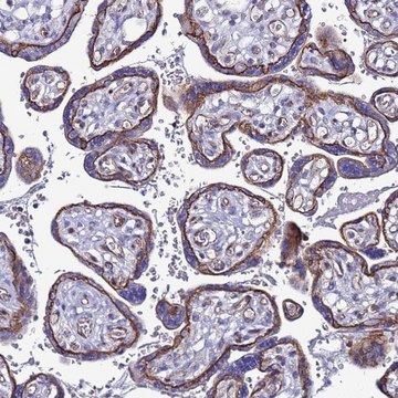 Anti-TENM3 antibody produced in rabbit