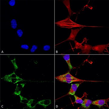 Monoclonal Anti-Protocadherin Gamma (Pan) antibody