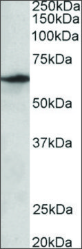 Anti-SLC47A2 antibody produced in goat