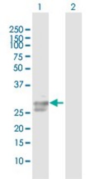 Anti-ULBP2 antibody produced in mouse