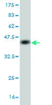 Monoclonal Anti-PDZD8 antibody produced in